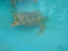 33 Sea Turtles in Brazil.JPG (118773 bytes)